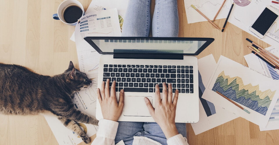 Cat and apple